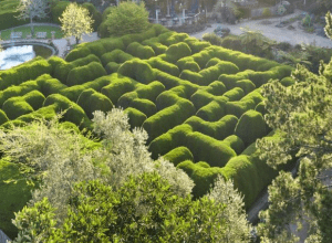 Ashcombe Maze & Lavender