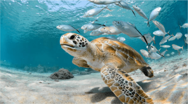 Sea Life